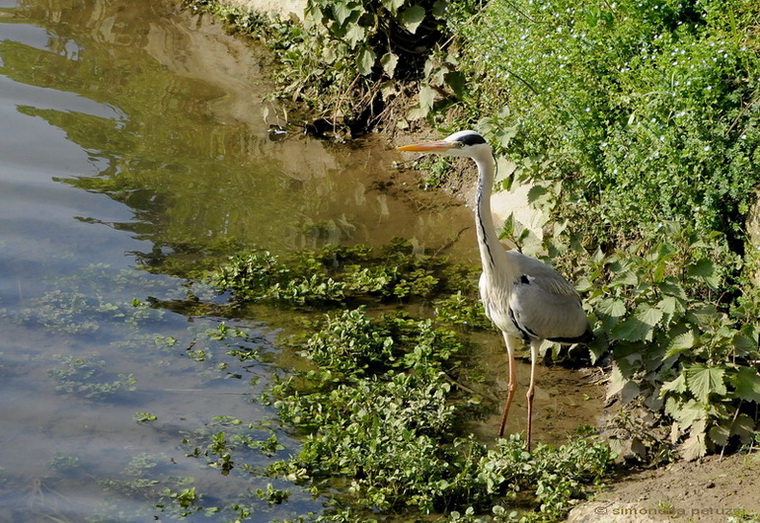 Airone curioso - Ardea cinerea